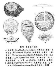 须腕动物门