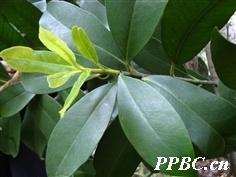 木竹子 Garcinia multiflora