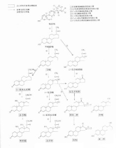 肾上腺激素