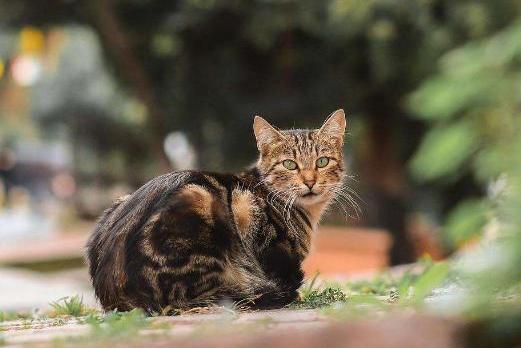 狸花猫 猫科猫属哺乳动物 搜狗百科