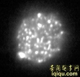 芬得克里夫兰郡地下发现的“玛士撒拉小虫”