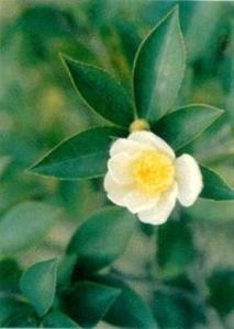 油茶