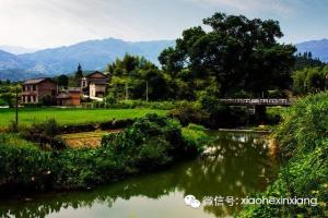 古樟树