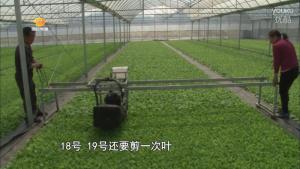 烤烟大棚育苗