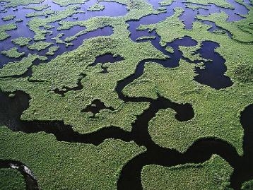 沼泽