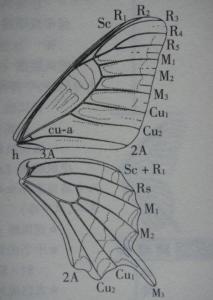 凤蝶科(图1-翅的构造)