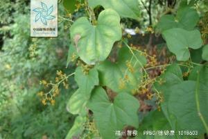 福州薯蓣花果