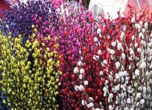 银芽柳