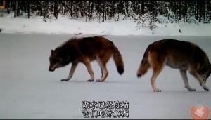 西伯利亚的狼