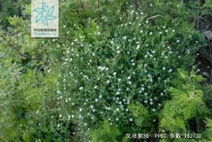 叉歧繁缕图册