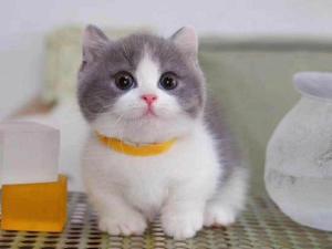 曼基康矮脚猫