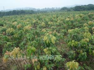 荔枝树