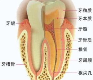 牙根