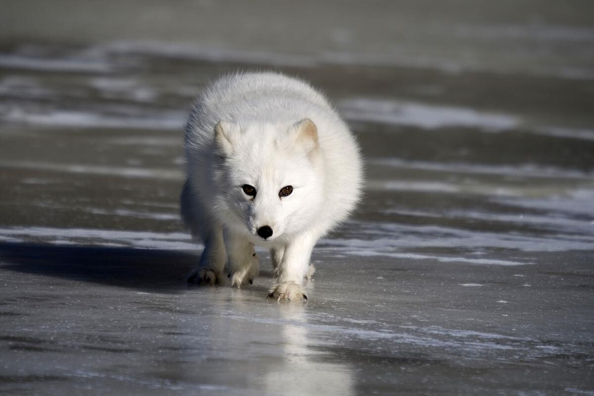 蓝狐 动物 搜狗百科
