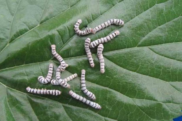 蚕 鳞翅目蚕蛾科动物 搜狗百科