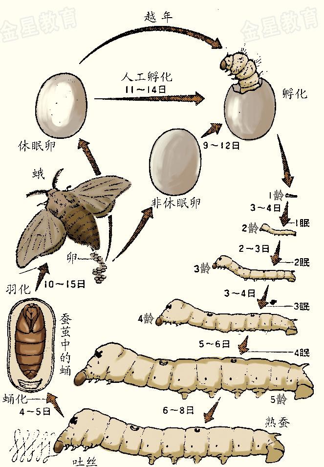 蚕蛹 进化图片
