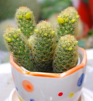 金手指(仙人掌科乳突球属植物)