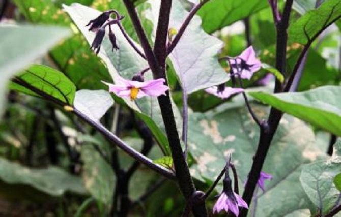 茄子花 茄科茄属植物 搜狗百科