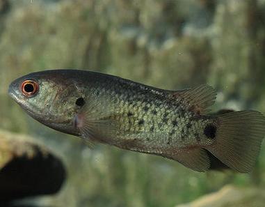 攀鲈- 搜狗百科