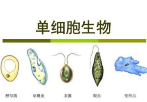 单细胞生物