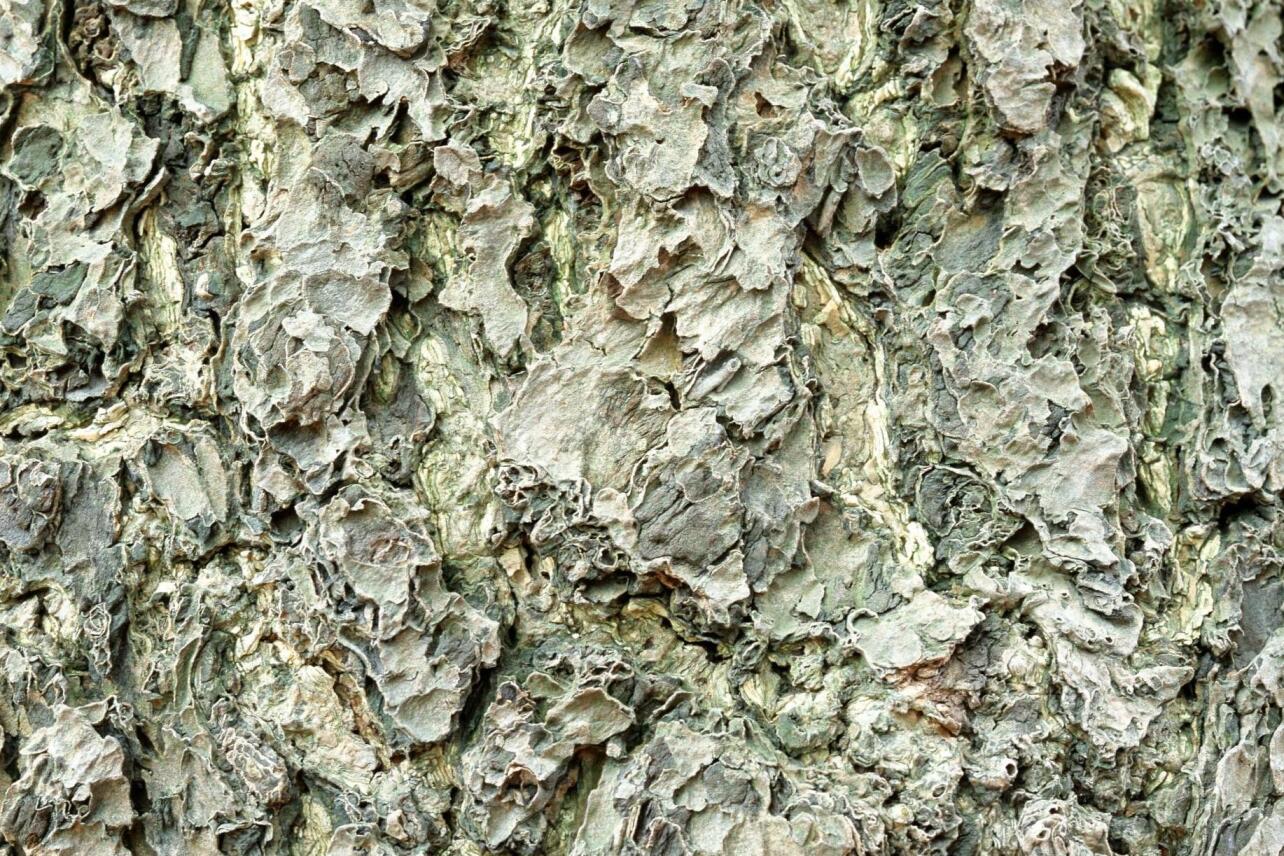 树皮_搜狗百科
