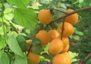 杏树