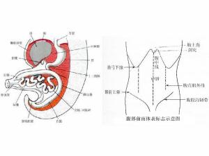 肠鸣音 搜狗百科