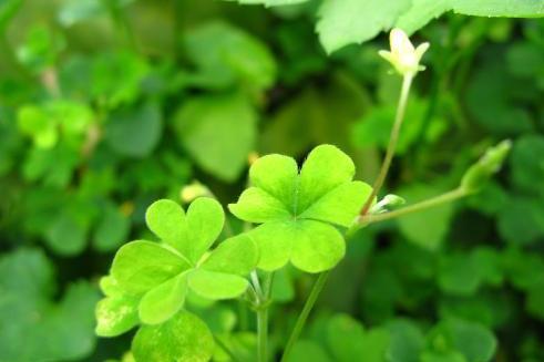 酢酱草 酢浆草科酢浆草属植物 搜狗百科 酢酱草 酢浆草科酢浆草属植物 搜狗百科