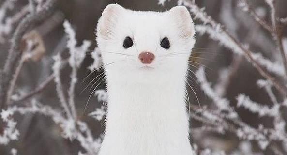 雪貂(鼬科貂属动物)