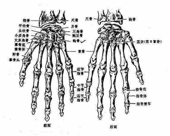 手掌的骨头结构图图片