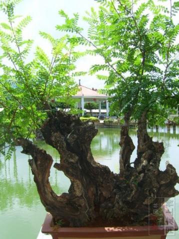 贵州紫木树图片图片
