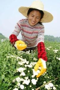 休宁县 贡菊