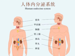 内分泌