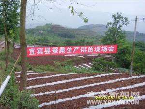 宜宾县蚕桑生产排苗现场会