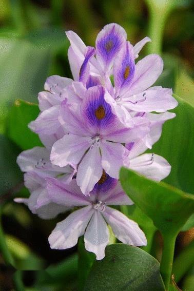 凤眼蓝 雨久花科凤眼蓝属植物 搜狗百科