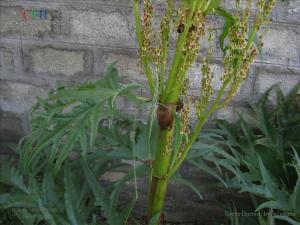 熟大黄植物形态-掌叶大黄