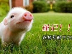 猪e网