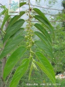 羽脉山黄麻花果