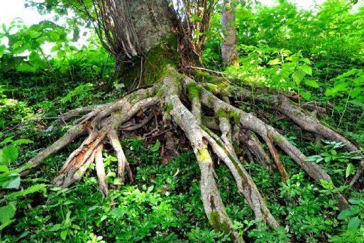 根系 一株植物全部根总称 搜狗百科