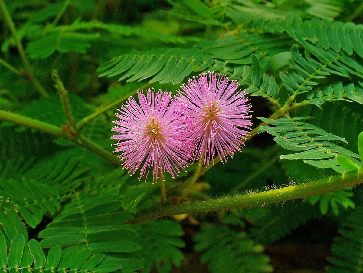 含羞草