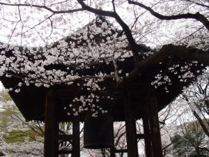 东京樱花