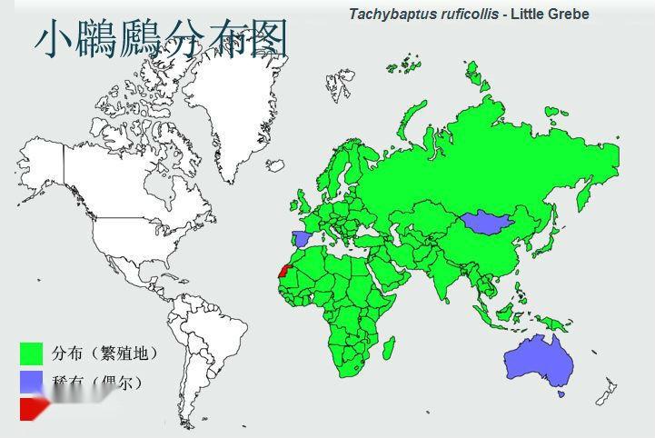 小鸊鷉分布图