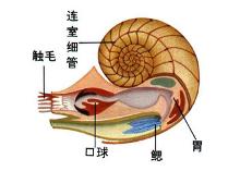 须腕动物门