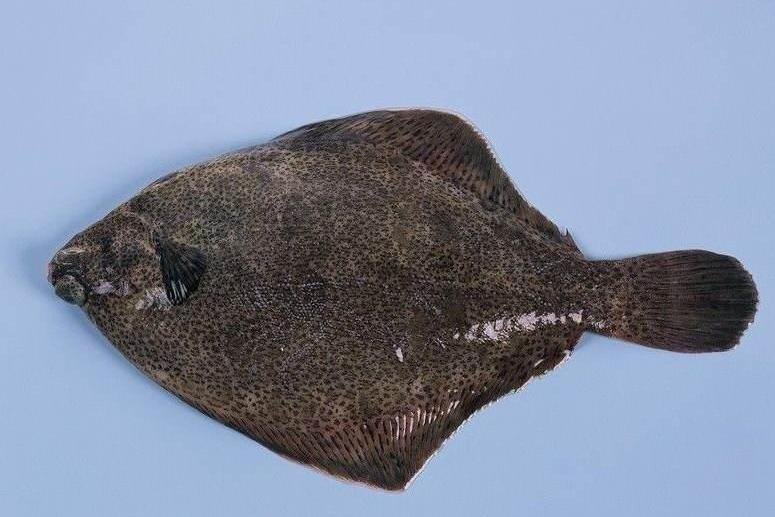 比目鱼 辐鳍鱼纲鲽形目动物 搜狗百科