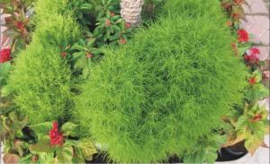 地肤草