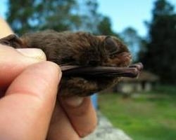 蝙蝠是什么科动物 0