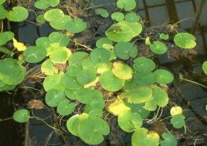 植株生态图