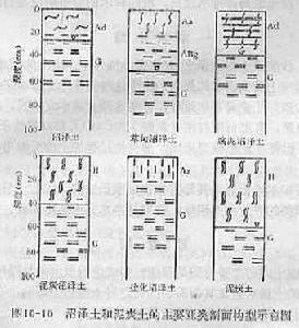 沼泽土