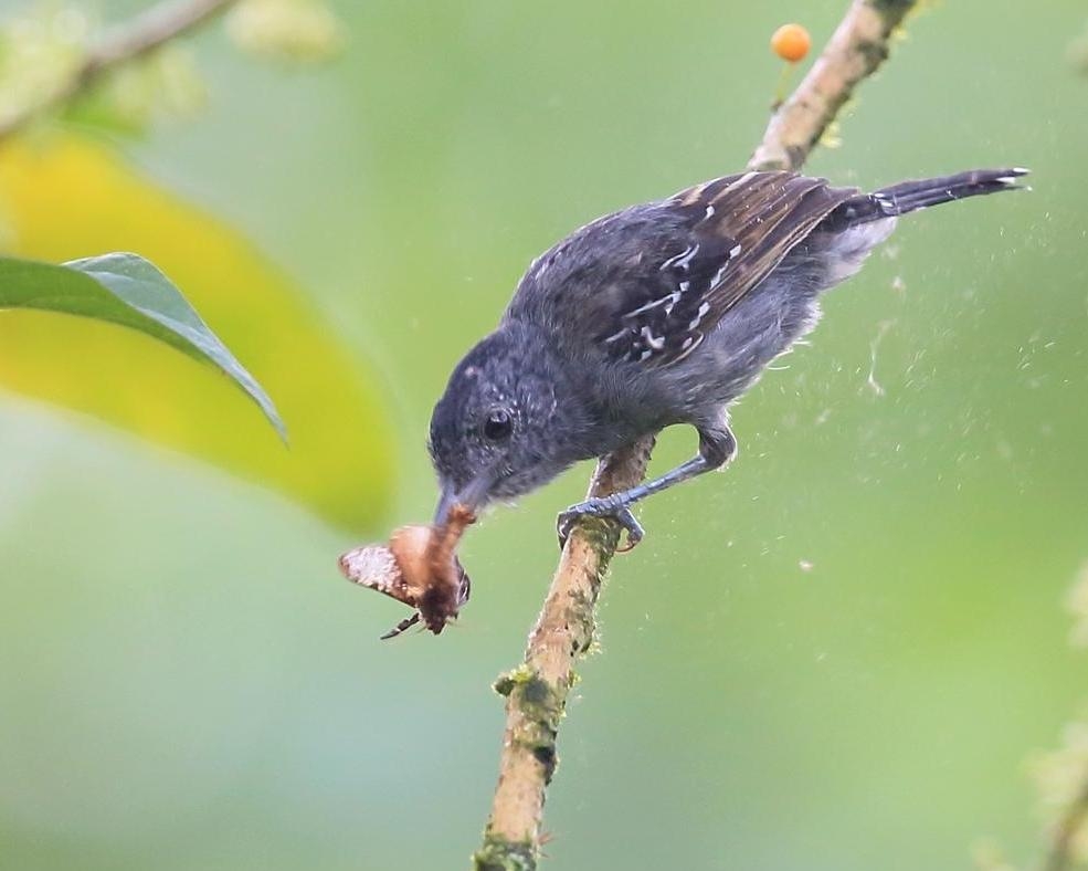 蚂蚁是什么科动物 0