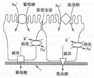 原发性主动转运图片